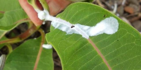 Kako se nositi sa mlečicom u bašti